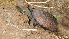 Mauremys reevesii