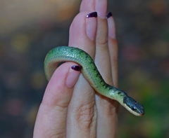 Erythrolamprus epinephalus