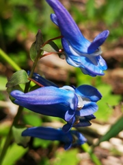 Corydalis ambigua