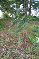 Lespedeza stuevei
