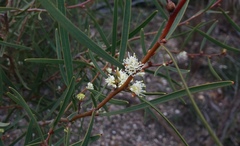 Hakea carinata
