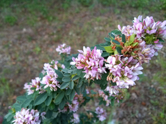 Lespedeza stuevei