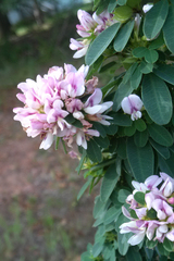 Lespedeza stuevei