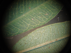 Lespedeza stuevei
