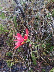 Castilleja integrifolia
