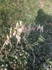 Avena sativa