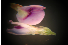 Lespedeza stuevei