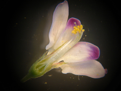 Lespedeza stuevei