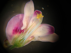 Lespedeza stuevei