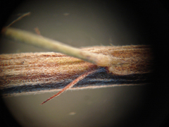Lespedeza stuevei
