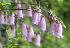 Campanula punctata hondoensis