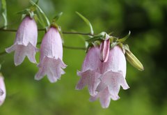 Campanula punctata hondoensis