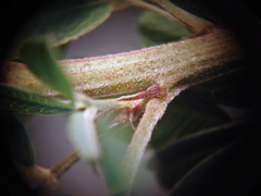 Lespedeza stuevei