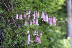 Campanula punctata hondoensis