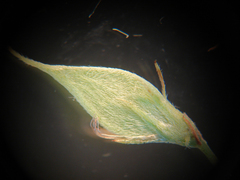 Lespedeza stuevei
