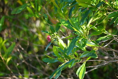 Dodonaea viscosa viscosa