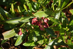 Dodonaea viscosa viscosa