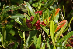 Dodonaea viscosa viscosa