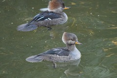 Lophodytes cucullatus