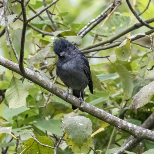One-colored Becard