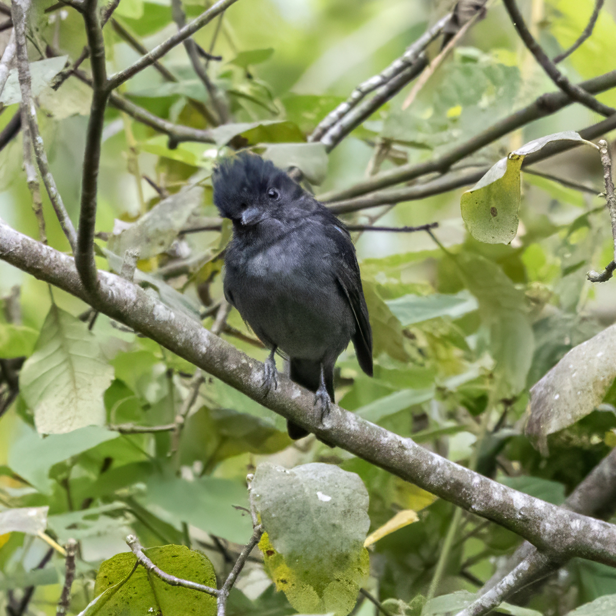 One-colored Becard (Pachyramphus homochrous), photo 3