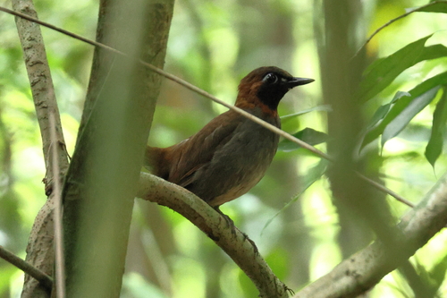 Mayan Antthrush (Formicarius moniliger), photo 4