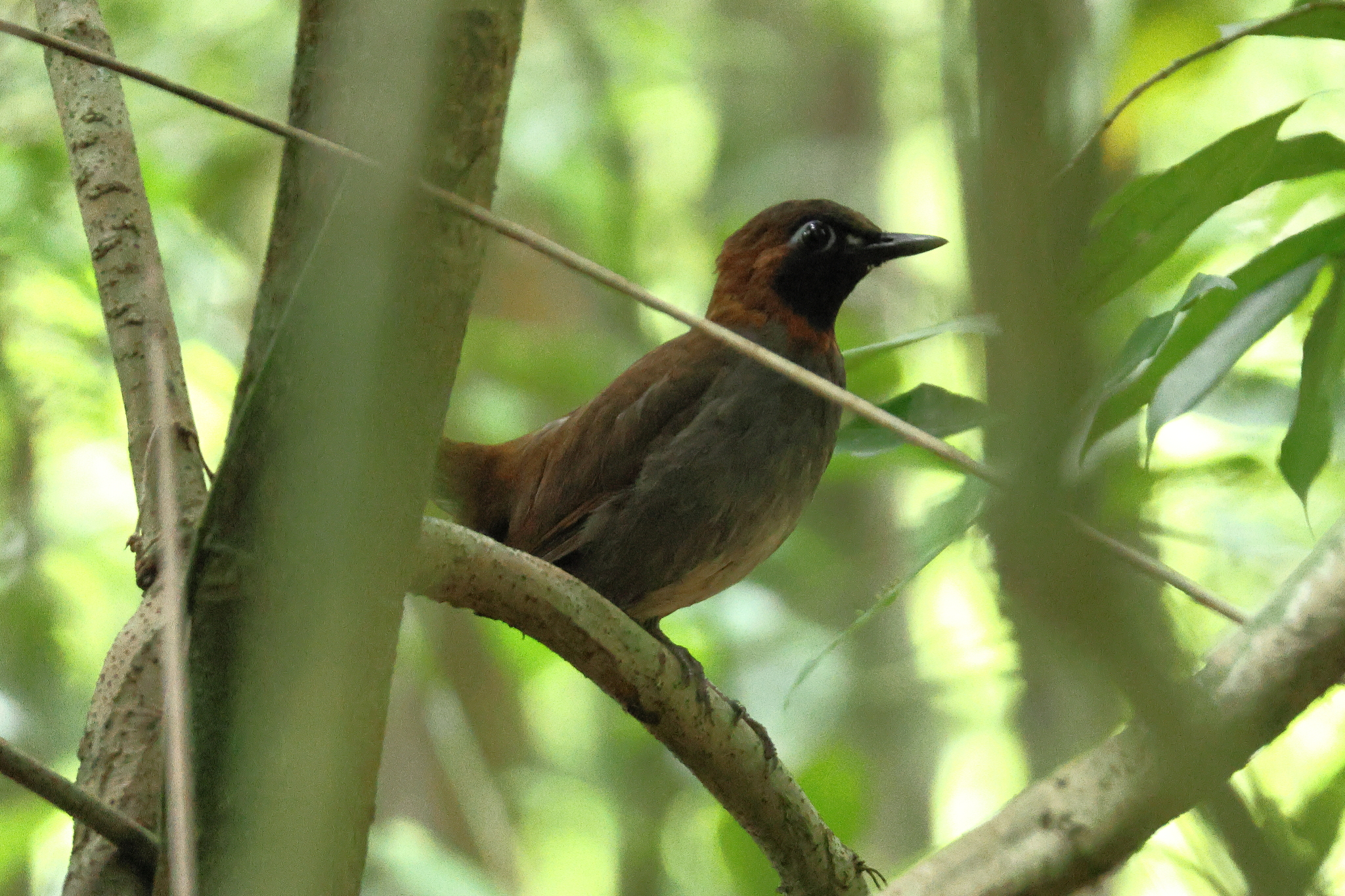 Mayan Antthrush (Formicarius moniliger), photo 2