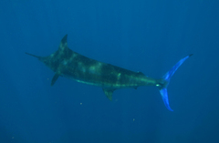 Blue Marlin photo 4
