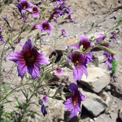 Salpiglossis sinuata