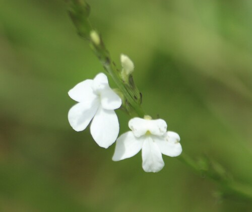 Red witchweed (Striga angustifolia)