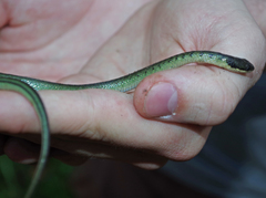 Erythrolamprus epinephalus