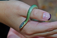 Erythrolamprus epinephalus