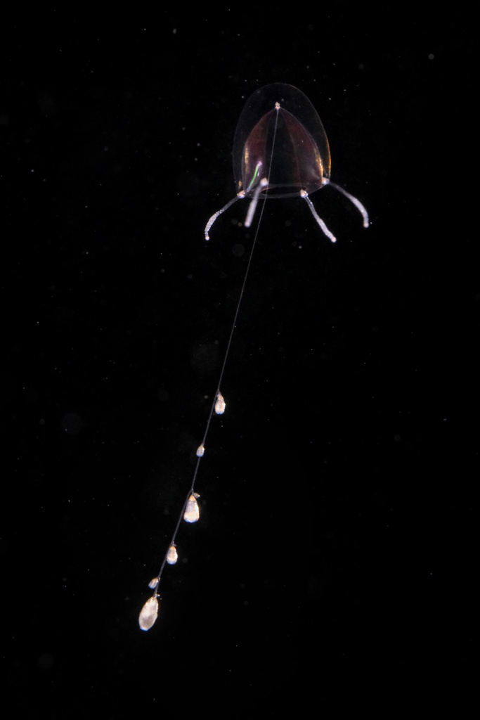 Stauridiosarsia gemmifera