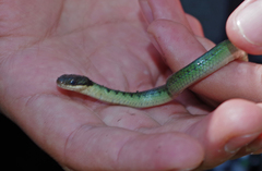Erythrolamprus epinephalus