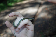 Erythrolamprus epinephalus