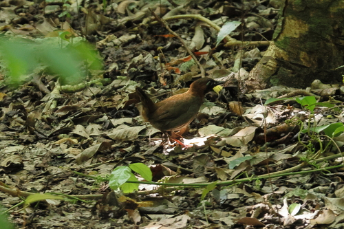 Mayan Antthrush (Formicarius moniliger), photo 10