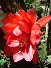 Hylocereeae