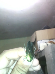 Colobogaster puncticollis