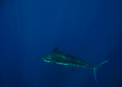 Blue Marlin photo 3