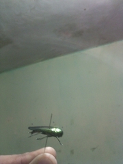 Colobogaster puncticollis