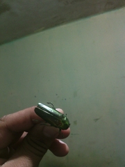 Colobogaster puncticollis