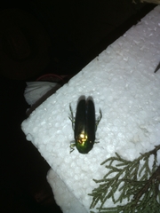 Colobogaster puncticollis