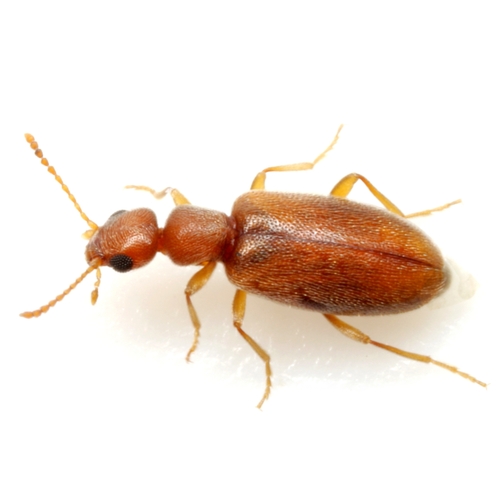 Anthicus lutulentus