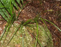 Carex horizontalis
