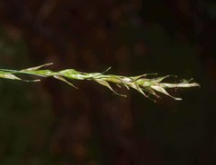Carex horizontalis