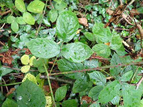 Newbould's Bramble (Rubus newbouldii)