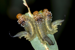 Lophyrotoma interrupta