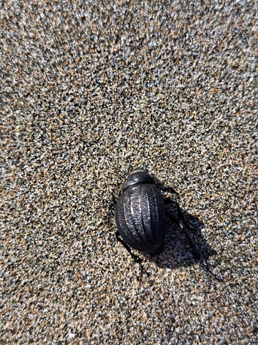 Pimelia bipunctata