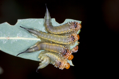 Lophyrotoma interrupta