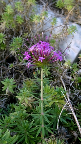 Caucasian Crosswort (Phuopsis stylosa)